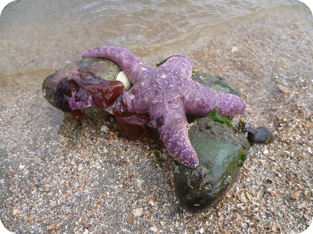 Low tide purple sea star with rocks