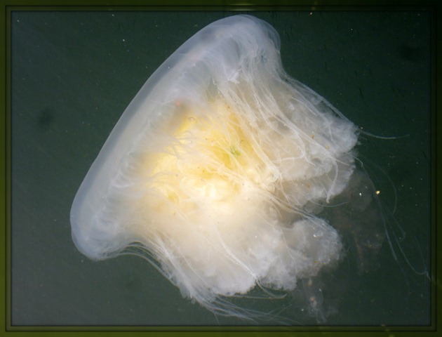 SS Jellyfish